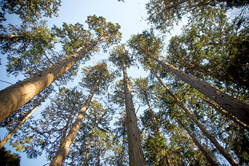 九州・延岡産ヒノキエッセンシャルヒノキオイル