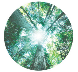 九州・延岡産最高級グレードのヒノキオイル